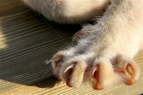 Cat Feet Images, HD Pictures For Free Vectors Download - Lovepik.com