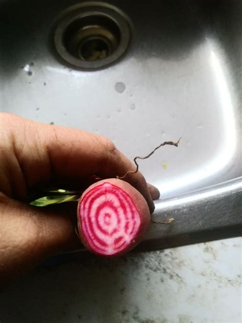 It's crazy how happy veggies make me. Bought these seeds to try out