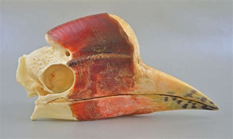 Skullsite Bird Skull Collection