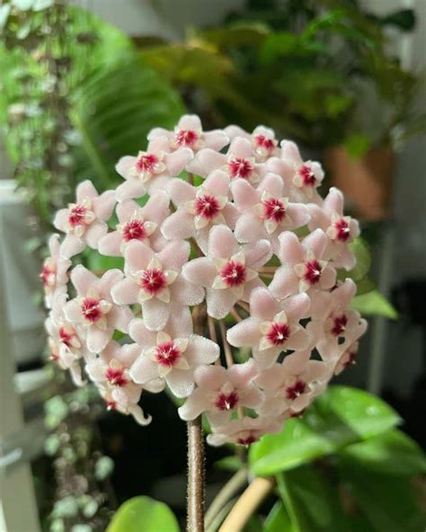 Hoya Krimson Princess Care And Growing Guide Plantcarefully