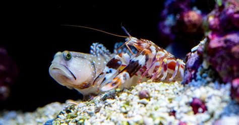 Tiger Pistol Shrimp Sound