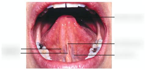 Tongue Diagram Quizlet