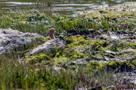 Ebird Checklist Jun Embouchure Rivi Re Trois Pistoles