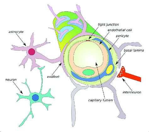 Schematic Of The Neurovascular Unit Nvu Of The Bbb The Bbb Is