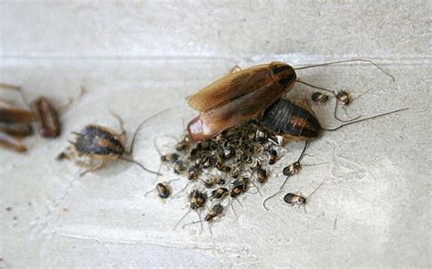 How To Control for German Cockroaches: A Guide for Baltimore Homeowners