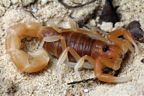 Panarthropoda.de - Galerie