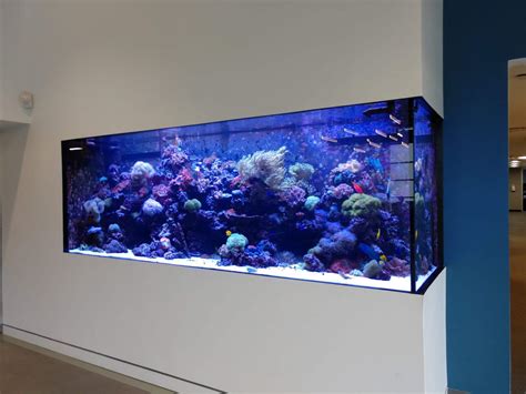 Custom Aquarium Installation Setup With Fintastic Aquarium Services