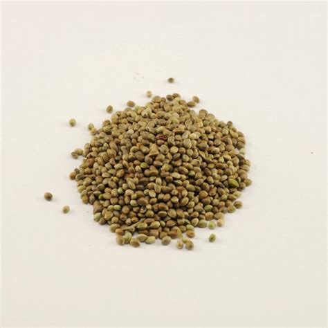 Купить Hemp Seed (Зерна Конопли) для Рыбалки на Карпа | SmileCarp