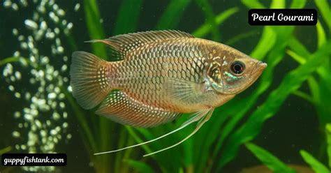 Pearl Gourami Care Guide: Size, Tank Mates, Breeding & Easy Setup for