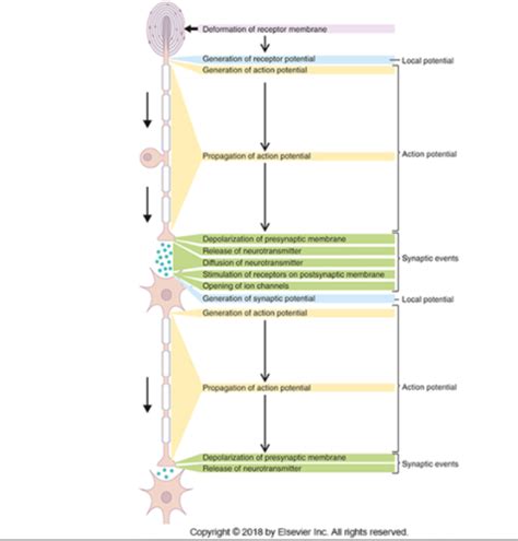 Lecture 4 Synaptic Transmission Flashcards Quizlet