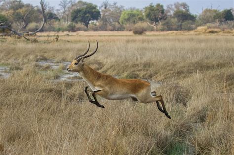 Premium Photo | Different type of gazelle species