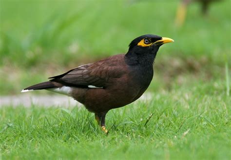 Wildlife Of Pakistan