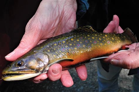 Baiting Brook Trout | Mountain Home Magazine