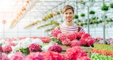 Качественные саженцы гортензии купить - как выбрать и где купить