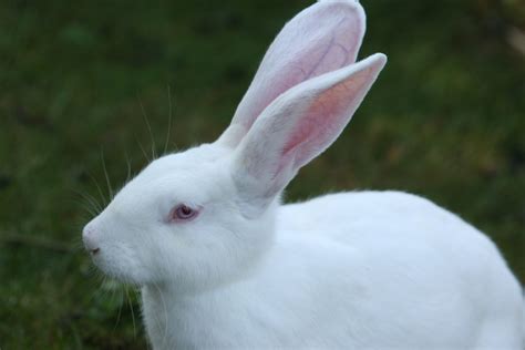 Banco De Imagens Grama Branco Mamífero Fauna Lebre Vertebrado