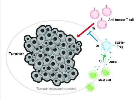 Mast Cell Derived Amphiregulin Enables Tumor Residential Regulatory T