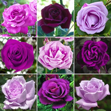 Purple Potted Rose | Garden Plant for Sale | Free UK Delivery Over £50