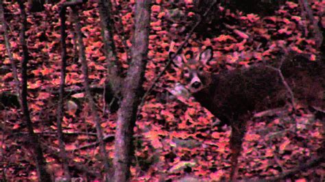 Ct Bowhunting Self Filmed Buck Harvest Youtube