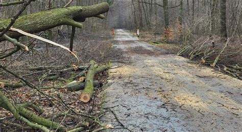 Mestské lesy odstraňujú množstvo popadaných stromov hlavné cesty sú už