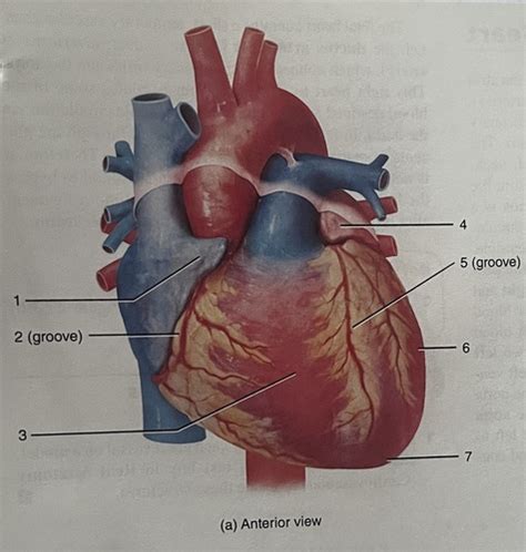 Heart Anatomy Flashcards Quizlet