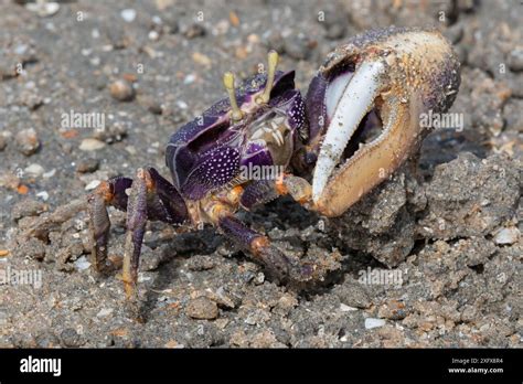 West African Fiddler Crab Uca Tangeri Male With Large Claw Gambia