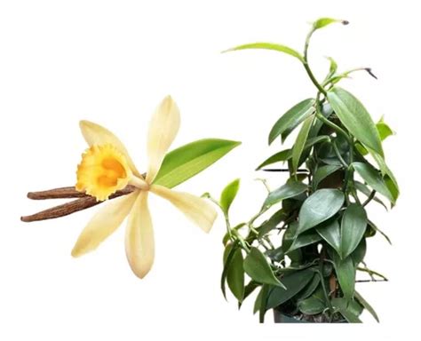 Vanilla Planifolia Baunilha Produz Rápido Parcelamento sem juros