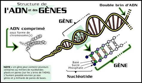 Structure De L Adn Et Des Gènes