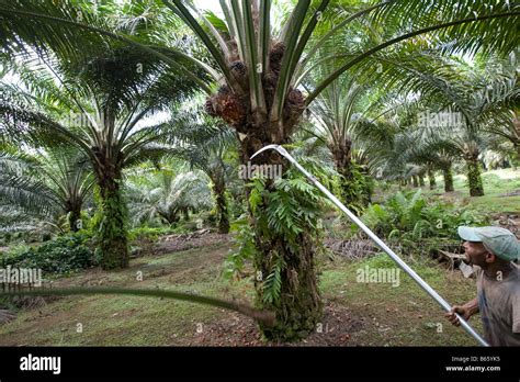 Workers Cutting And Collecting Palm Oil Fruits On Palm Oil Plantation