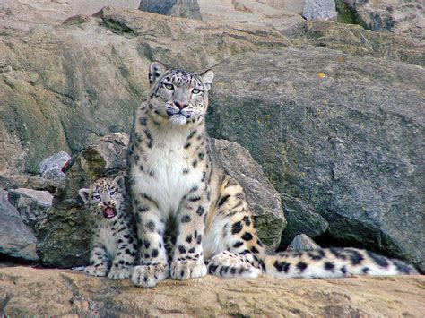 Snow Leopard Cubs With Mom