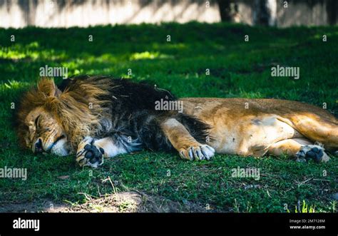 Wildlife photography at the Guadalajara Zoo, Mexico Stock Photo - Alamy