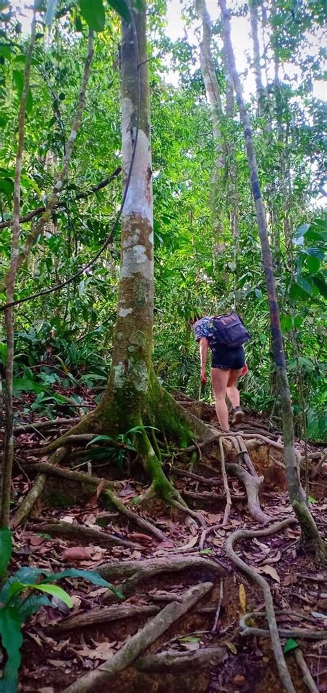 Jungle Trekking Sumatra Gunung Leuser National Park All You