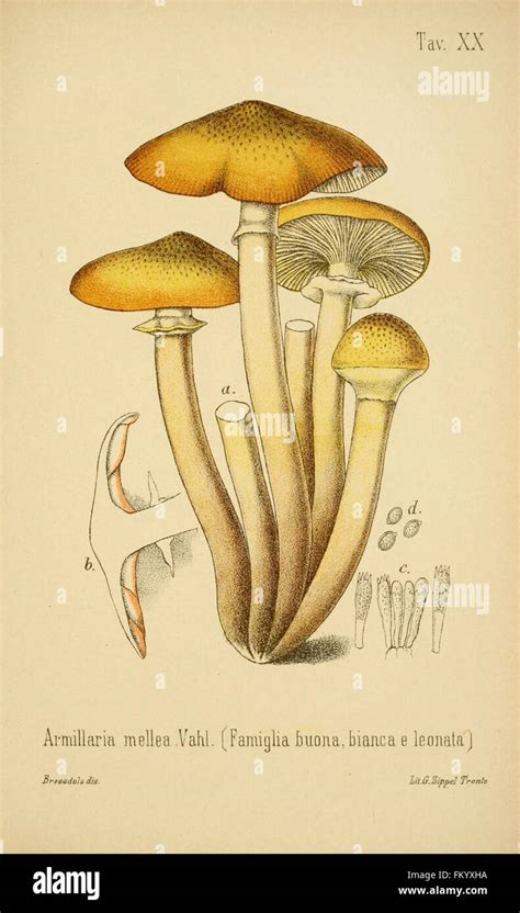 I Funghi Mangerecci E Velenosi Dell Europa Media Tav Xx Stock Photo