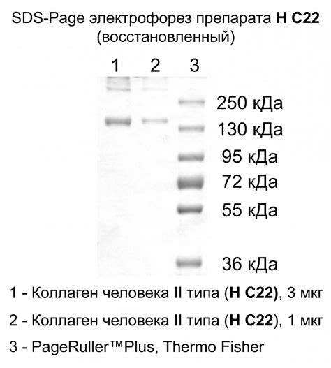 Коллаген человека II типа| Имтек