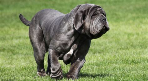 Mastino Napoletano Guida Completa Alla Razza ArcaMagazine