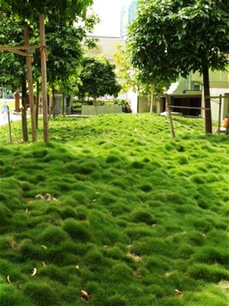 9 of the Best No-Mow Grasses for a Low Maintenance Lawn