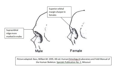 Mti Missing Tooth Investigators Male Skull And Female Skull Part 1 Face