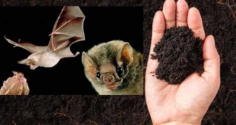 Guano de Murciélago Mejor Abono Del Mundo