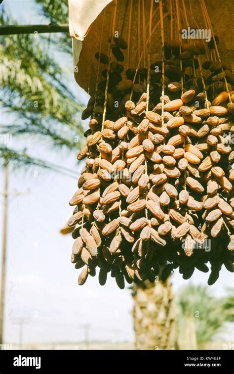 Bunches Of Dates Hanging From A Date Palm Tree 1975 Stock Photo Alamy