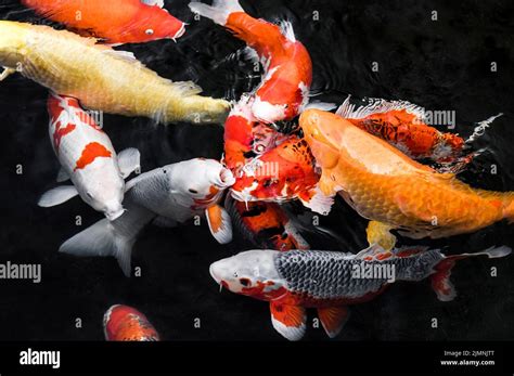 Top View Colorful Koi Fishes Stock Photo Alamy