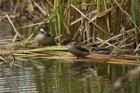 Definitive Guide To Hottentot Teal Facts, Habitat, Conservation Status ...