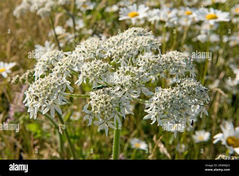 Blume insekten anzieht Fotos und Bildmaterial in hoher Auflösung