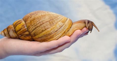 The 9 Largest Snails In The World A Z Animals