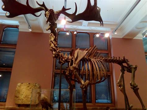 The extinct giant Irish deer : r/pics