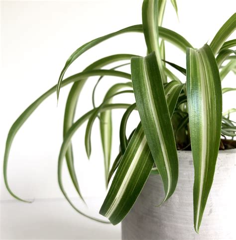 Spider Plant | 5 Reasons why it's a Must Have Indoor Plant - My