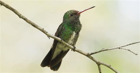 Beija Flor De Garganta Verde Biofaces Bring Nature Closer