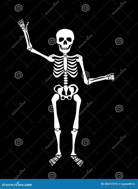 Skeleton Royalty Free Stock Photo Image