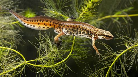 British Newts: An Identification Guide | Newt animal, British wildlife, Animal habitats