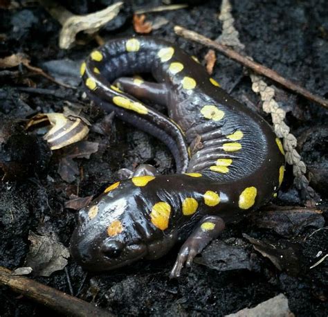 Spotted Salamander | Water life, Animals, Amphibians