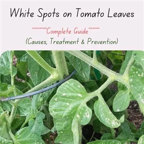 White Spots On Tomato Leaves Causes Treatment Prevention