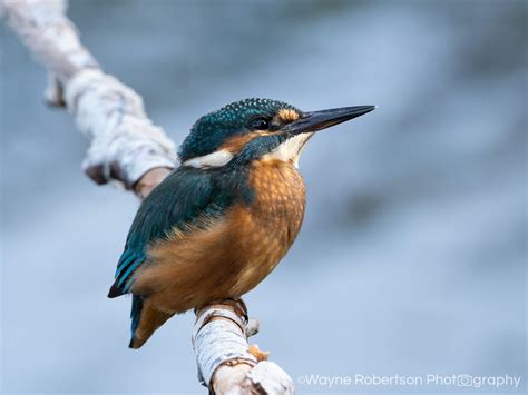 Wildlife Photography Workshops in Scotland run by Wayne Robertson ...